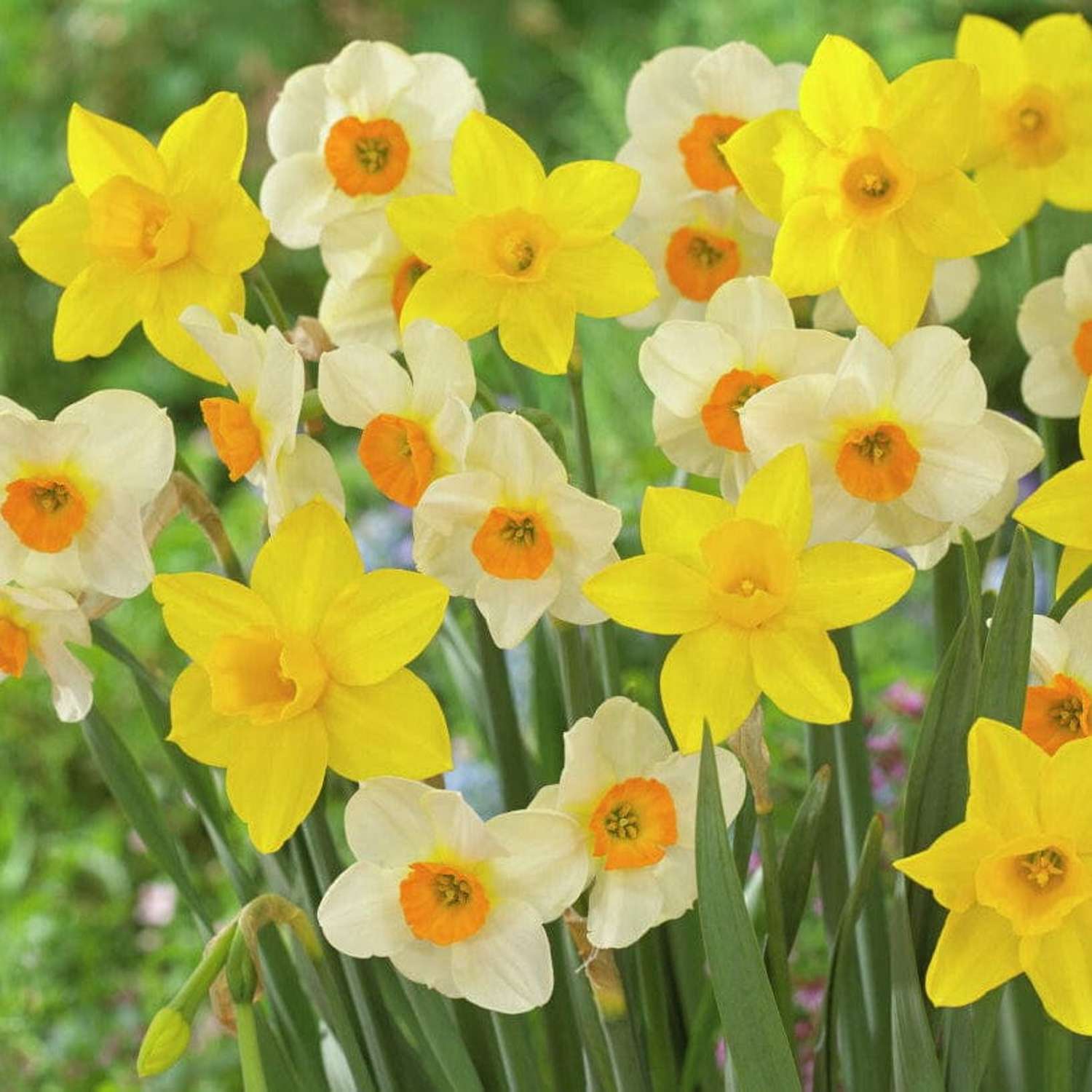 Sweet Flower' narsissisekoitus